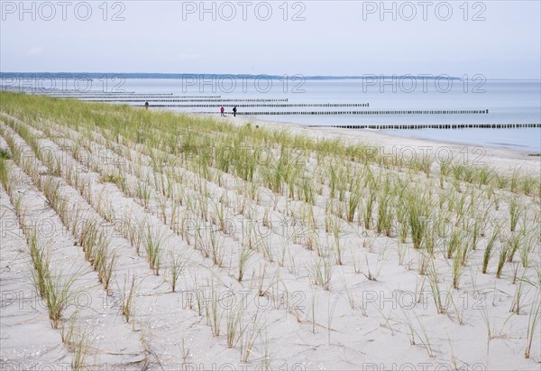 Planting of beach grass (Ammophila arenaria) on dune on the beach