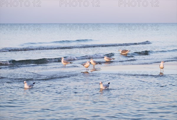 Lesser black-backed gulls (Chroicocephalus ridibundus) in the sea at the beach