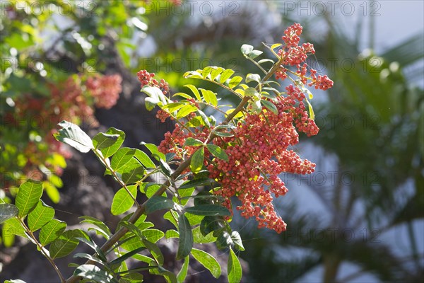 Brazilian peppertree (Schinus terebinthifolius) with berries