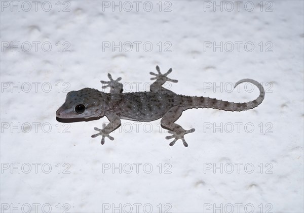 Gomero wall gecko or La Gomera Gecko (Tarentola gomerensis)
