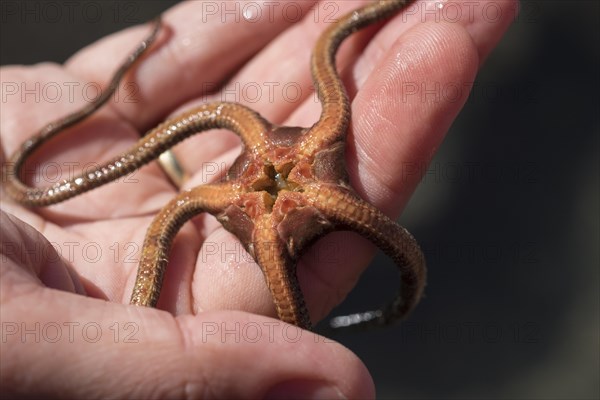 Starfish (Ophioderma longicaudum) with open mouth