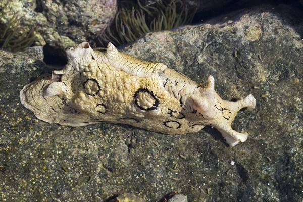 Spotted sea hare (Aplysia dactylomela)