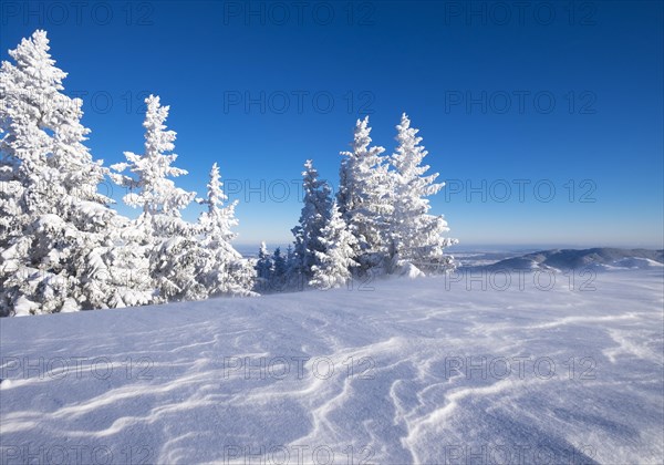 Snowy spruce (Picea sp.) trees on Brauneck