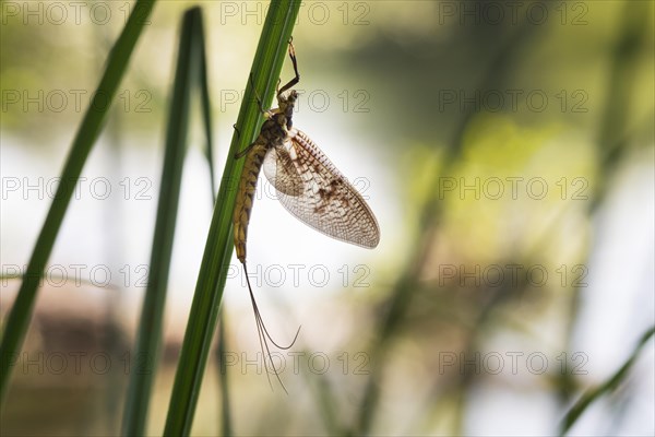 Mayfly (Ephemeroptera)