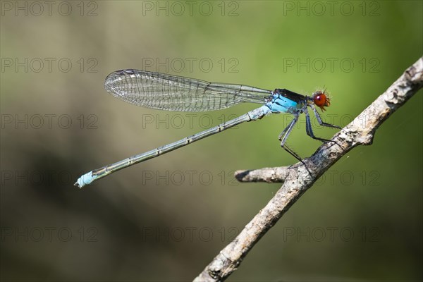 Red-eyed damselfly (Erythromma najas)