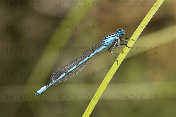 Common Blue Damselfly (Enallagma cyathigerum)