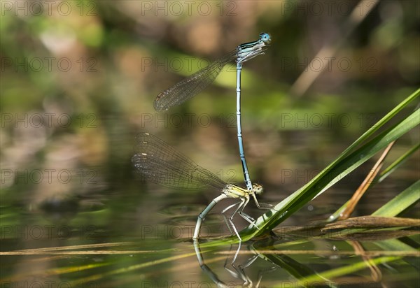 White-legged damselfly (Platycnemis pennipes) pair at oviposition