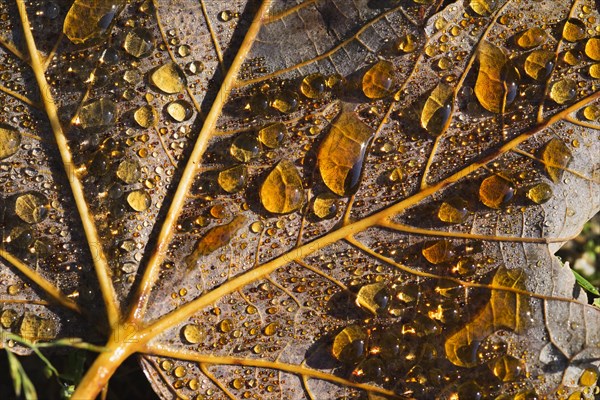 Dewdrops on autumnal maple leaf (Acer platanoides)