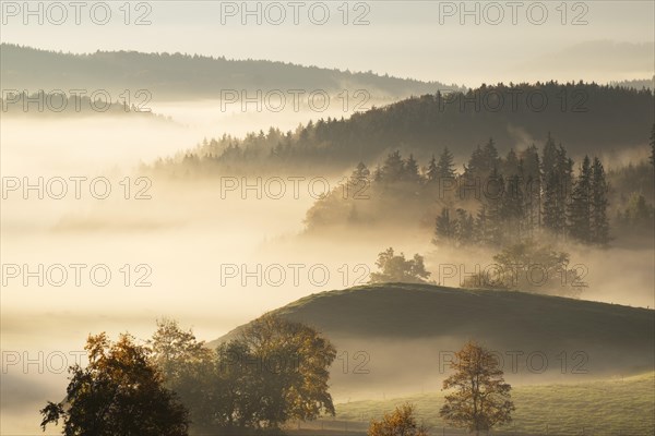 Morning fog