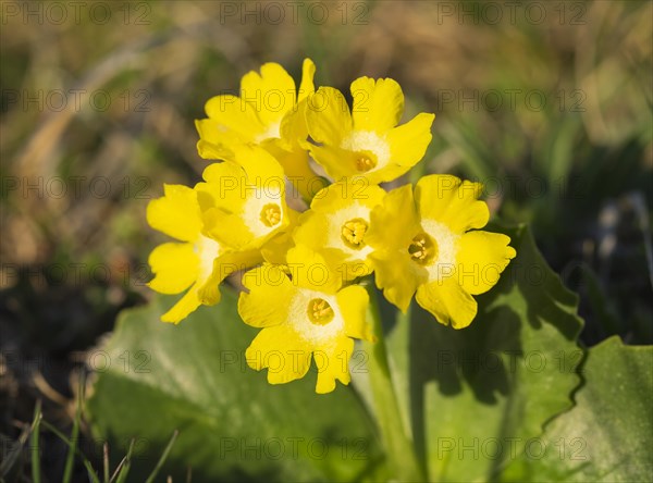 Auricula (Primula auricula)