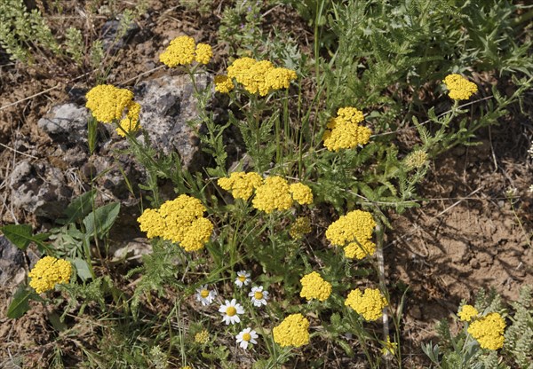 Yarrow (Achillea filipendulina)