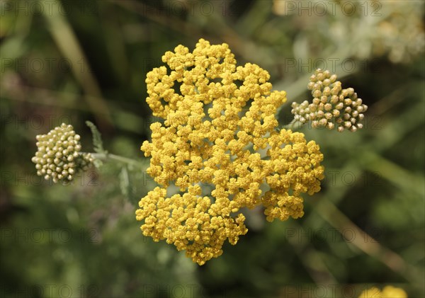 Yarrow (Achillea filipendulina)