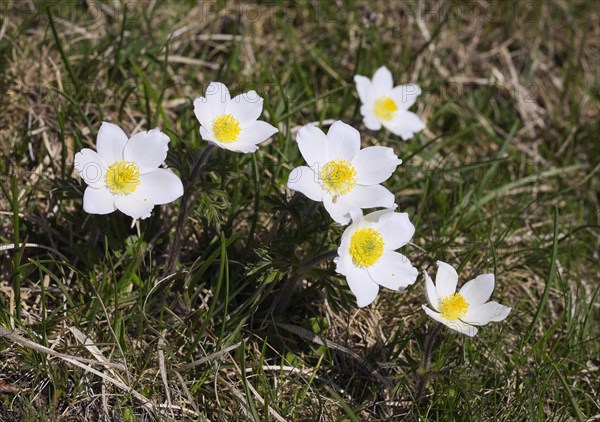 Alpine pasqueflower (Pulsatilla alpina)