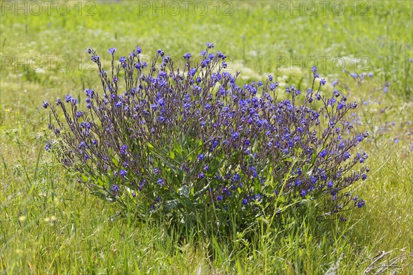 Bugloss (Anchusa officinalis)