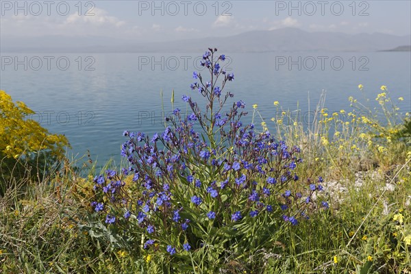 Bugloss (Anchusa officinalis)