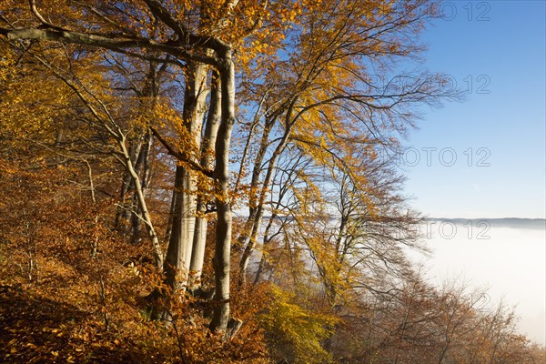 Autumnal beeches