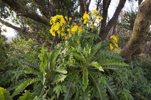 Gomera sowthistle (Sonchus gomerensis)