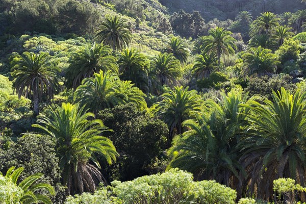 Canary Island date palms (Phoenix canariensis)