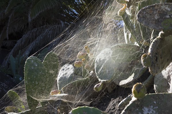 Cobweb of a Tropical Tent-Web Spider (Cyrtophora citricola) on a prickly pear (Opuntia)