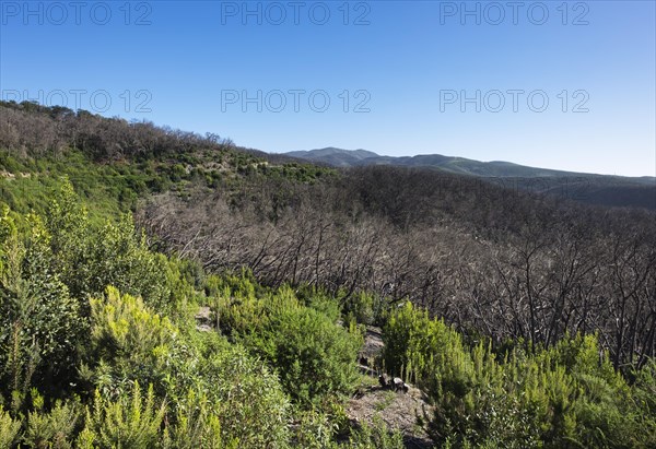 Burnt laurel forest