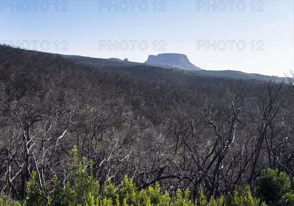 Burnt laurel forest