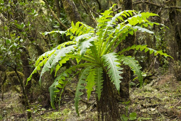 Gomera sowthistle (Sonchus gomerensis)