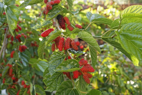 Red berries on a tree branch