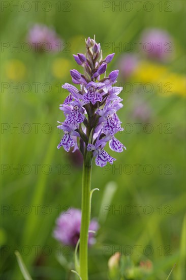 Heath Spotted Orchid (Dactylorhiza maculata)