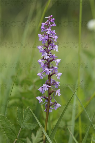 Fragrant orchid (Gymnadenia conopsea)