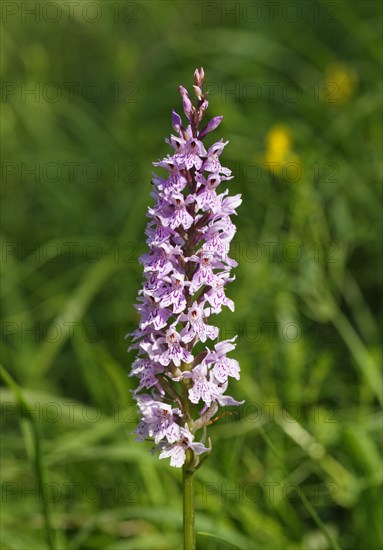 Heath Spotted Orchid (Dactylorhiza maculata)