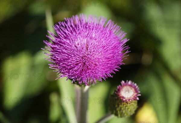 Melancholy Thistle (Cirsium heterophyllum)