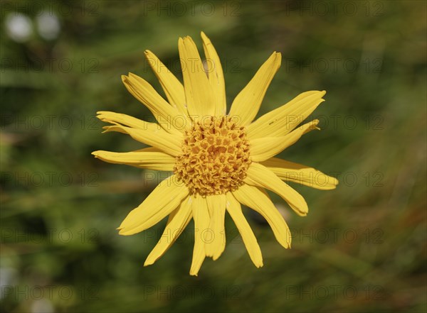 Mountain arnica (Arnica montana)