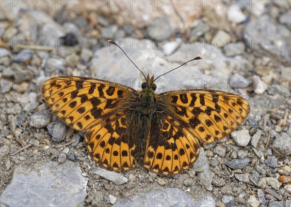 Thor's fritillary (Boloria thore)