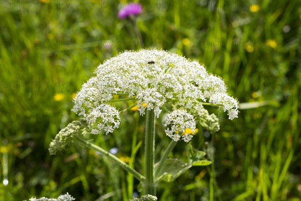 Hogweed (Heracleum sphondylium)