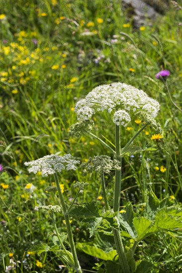 Hogweed (Heracleum sphondylium)