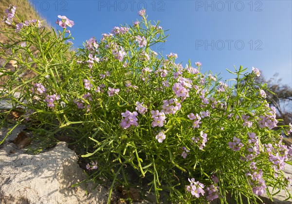 European sea rocket (Cakile maritima)