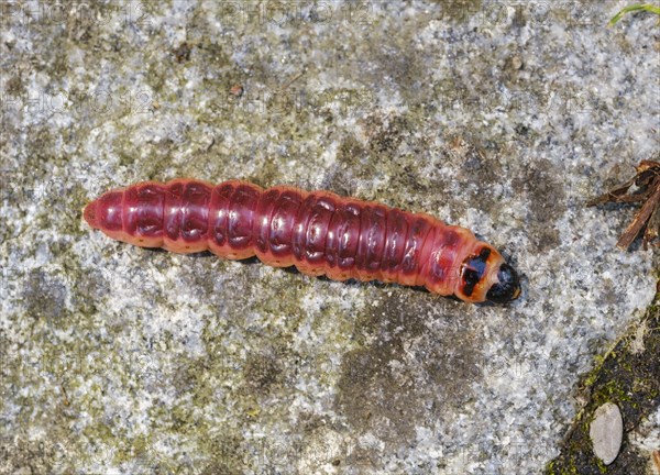 Caterpillar from goat moth (Cossus cossus)
