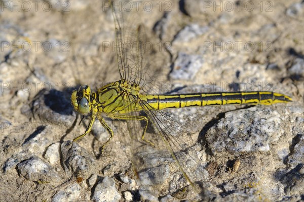 Western Clubtail (Gomphus pulchellus)