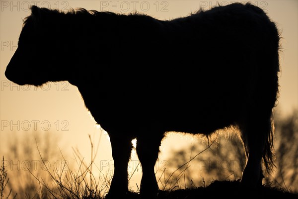 Galloway cattle (Bos primigenius taurus) in backlight on a pasture