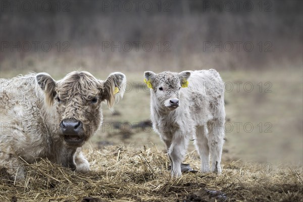 Galloway cattle (Bos primigenius taurus) with light pigmentation