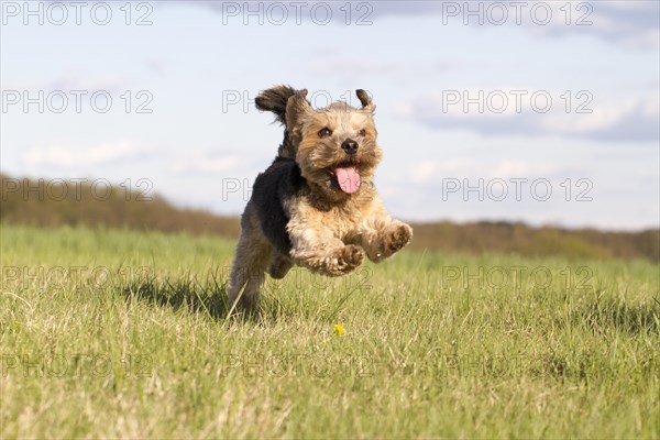 Dog (Canis lupus familiaris)