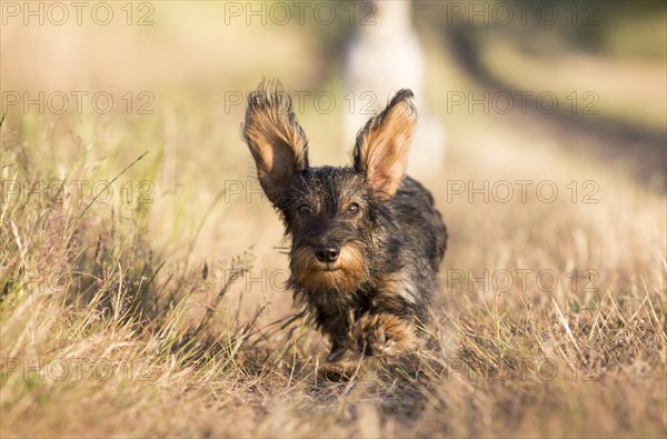 Dog (Canis lupus familiaris)