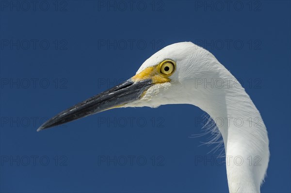 Snowy Egret (Egretta thula)