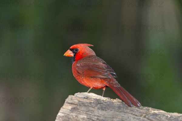 Northern Cardinal (Cardinalis cardinalis)