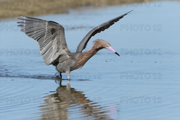 Reddish Egret (Egretta rufescens)