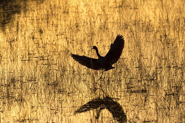 Reddish Egret (Egretta rufescens) at sunset