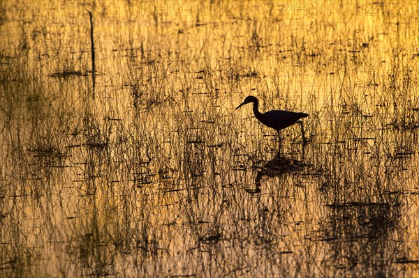 Reddish Egret (Egretta rufescens) at sunset