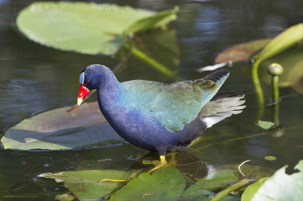 Purple Swamphen (Porphyrio Porphyrio) in the water