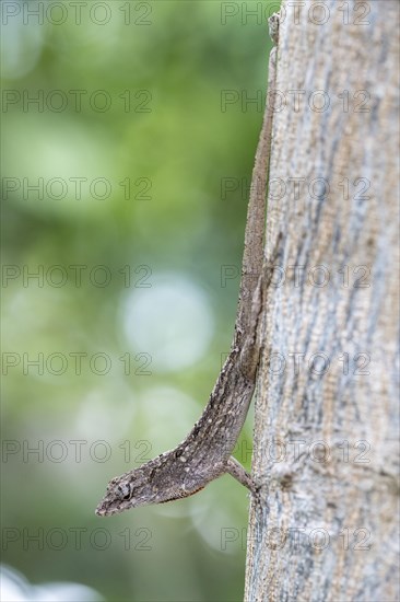 Brown anole