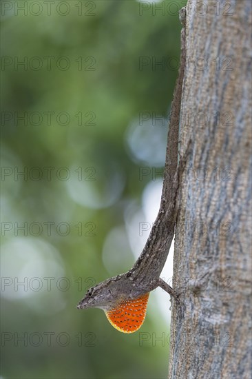 Brown anole